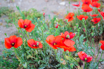 Beautiful background with red poppies