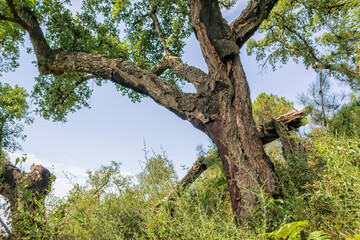 Cork tree on a mountain slope