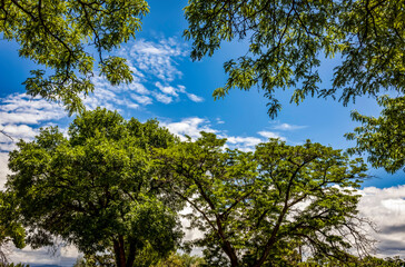 Trees and Sky at the Park