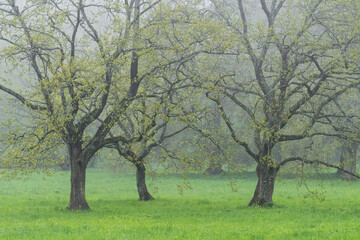 Obraz premium Spring oak trees