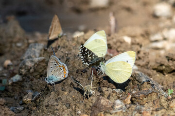 Pieridae / Mann`ın Beyazmeleği / / Pieris mannii