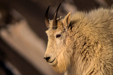 portrait of a goat