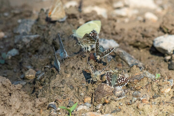 butterfly on the ground