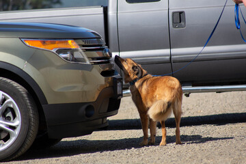 Side view of medium sized mix-breed dog on leash, sniffing an automobile, doing scent work during a vehicle search
