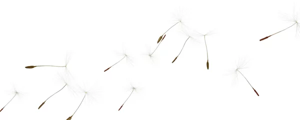 Fotobehang Many dandelion seeds flying on white background. Banner design © New Africa
