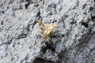 butterfly on the ground