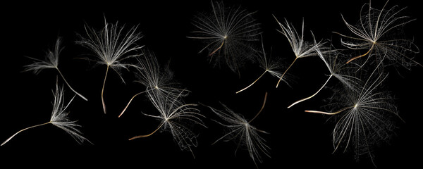 Many dandelion seeds flying on black background. Banner design