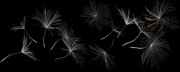  Many dandelion seeds flying on black background. Banner design © New Africa