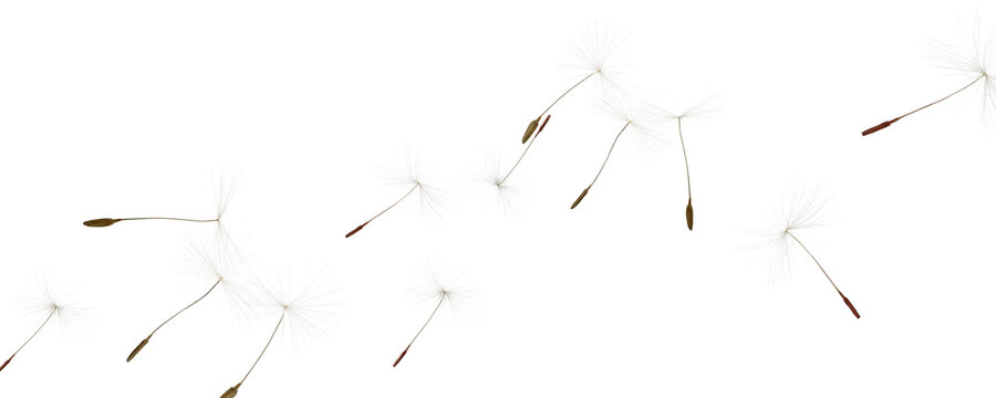 Many dandelion seeds flying on white background. Banner design