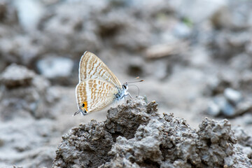 Lycaenidae / Lampides / / Lampides boeticus