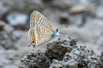 Lycaenidae / Lampides / / Lampides boeticus