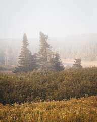 Pine trees in fog, in Cutler, Maine