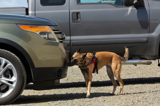 Side view of a Belgian Malinois dog on leash, sniffing an automobile, doing scent work during a vehicle search