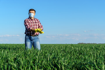 a man as a farmer poses in a field, dressed in a plaid shirt and jeans, protective face mask and rubber gloves, checks and inspects young sprouts crops of wheat, barley or rye, or other cereals