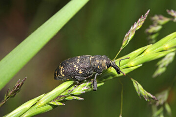 ilobio (Hylobium pinastri)