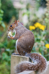 squirrel eating apple