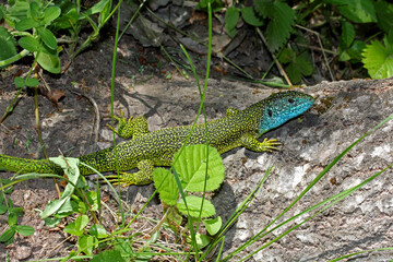 ramarro (Lacerta viridis - maschio)
