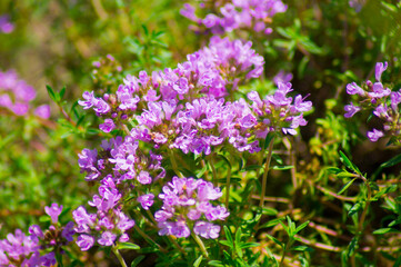Growing thyme grass blooming with purple flowers.