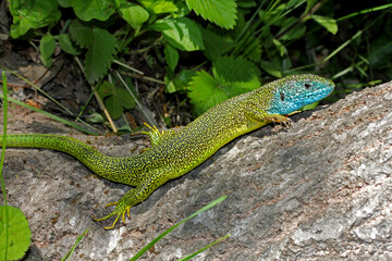 ramarro (Lacerta viridis - maschio)
