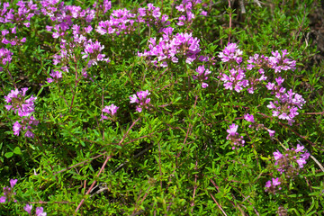 Naklejka premium Growing thyme grass blooming with purple flowers.