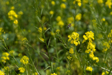 The honey bee flies over the yellow flower. Beautiful nature summer background. Bee collects nectar, selective focus. Floral wallpaper with honey bee. Animals in the wild. 