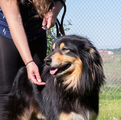 An eye level view a of black and brown dog with a shelter volunteer