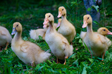 Yellow little ducklings in the green grass on a sunny summer day.