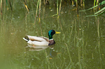 One wild duck drake swims on the pond.