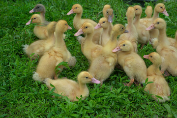 Yellow little ducklings in the green grass on a sunny summer day.