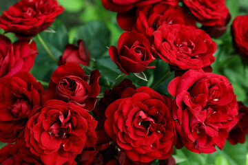 Beautiful blooming red roses on bush outdoors, closeup
