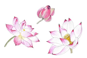 Set Lotus flower. Watercolor Hand painting Illustration, isolated white background. Sketch style