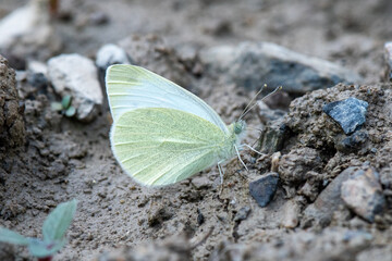 Pieridae / Dağ Beyazmeleği / / Pieris ergane
