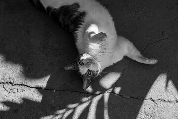 Um gato malhado deitado no chão em uma sombra de folhas de coqueiro. Imagem em preto e branco. - obrazy, fototapety, plakaty