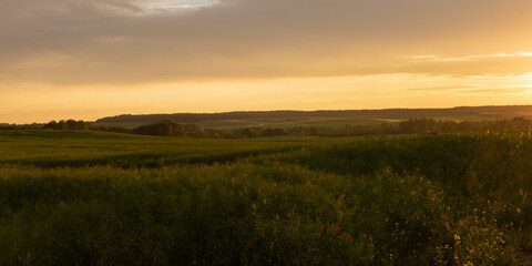 Summer sunset landscape