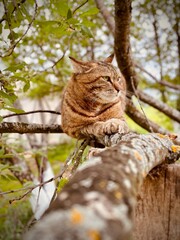 squirrel on tree