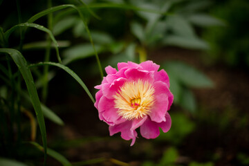 Pink Peony with Yellow Center