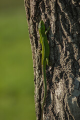 Naklejka na ściany i meble green lizard on a tree
