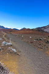Silversword, Hiking in the crater / Dormant volcano, Haleakala National Park, Maui island, Hawaii.  family Asteraceae. Argyroxiphium sandwicense subsp. macrocephalum