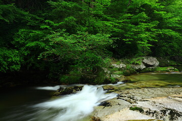 岩手県遠野市　新緑の重端渓