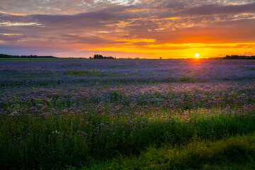 Sunset in a summer meadow with blue flowers - obrazy, fototapety, plakaty
