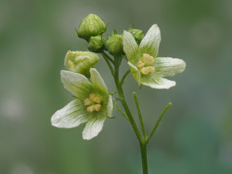 Zaunr&uuml;ben (Bryonia)