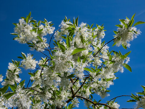 Small tree The White fringetree (Chionanthus virginicus) with richly-scented, pure white flowers in the garden with bright blue sky in the background
