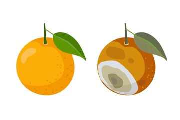 Fresh orange fruit and Bad rotten Orange isolated on white. Citrus fruit becomes spoiled. Concept of defect, disease and norm. Food waste. Rotten Orange with Stinky Rot. Bad smell from mold on Citrus © Елена Кутузова