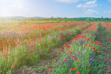 Vicia cracca. mouse peas and poppy seeds in a field in even rows golden hours