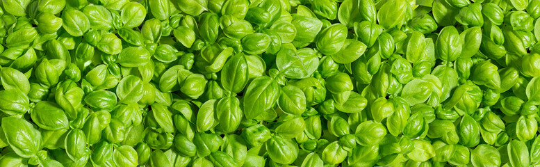 Fresh basil leaves background. Wide format image of growing basil on a sunny day. Texture of basil plant (Ocimum basilicum) with lush green leaves. Ingredient of Mediterranean cuisine.
