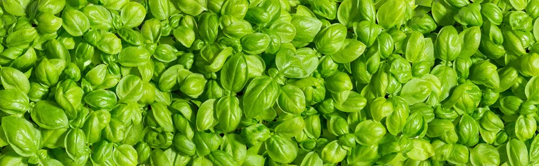 Foto op Canvas Fresh basil leaves background. Wide format image of growing basil on a sunny day. Texture of basil plant (Ocimum basilicum) with lush green leaves. Ingredient of Mediterranean cuisine. © Maryia