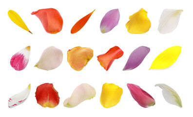 Set with different beautiful flower petals on white background