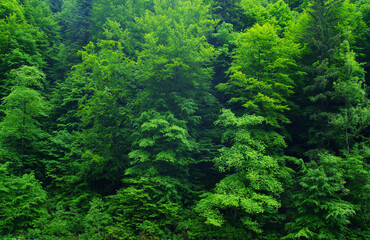 Obraz premium Rainy eather in the forest, Carpathians, Romania, Europe