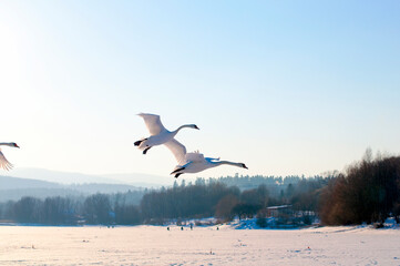 white swans fly in the sky under the bright sun