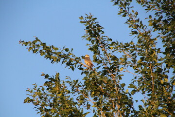 Falcon In The Tree, Edmonton, Alberta